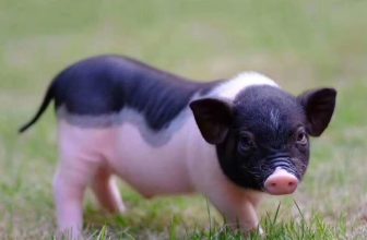 What breeds of mini pigs are there?