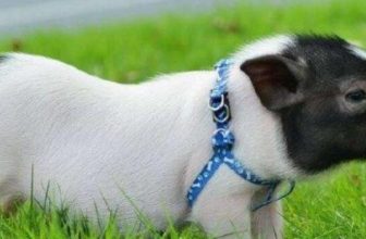 What fruits should pet mini pigs eat?