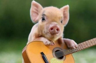 The most expensive pet mini pig in the world. How many meals of pork can a pig eat?