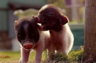 How to train a little mini pigs