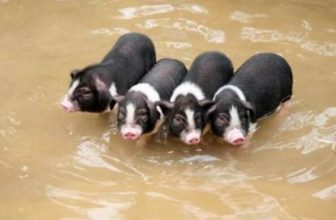 What should you pay attention to when raising mini pigs at home?