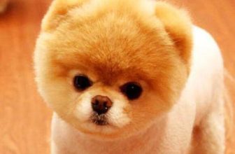 Do Pomeranian puppies’ ears stand up?
