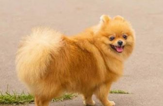 The Difference Between Pomeranian and Fox Terrier