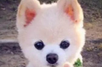 Pomeranian life span