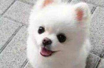 How to tell if Pomeranian is small?