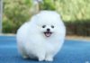 How long can a Pomeranian remember its owner?