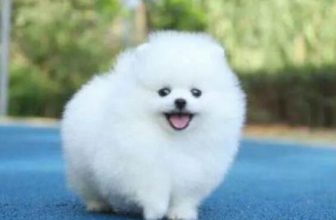 How long can a Pomeranian remember its owner?