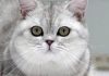 Causes and treatment of vomiting in British shorthair cats