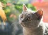Reasons why British Shorthair cats always shed tears and how to deal with them