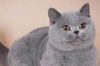 Can British Shorthair cats drink yogurt?