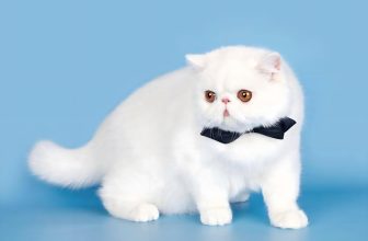Persian cat