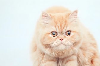 Persian cats