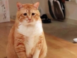Why does the orange cat spit?