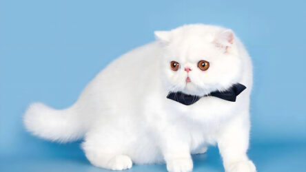 The causes and treatments of Persian cats’ bad mouth