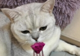 Can cats eat dragon fruit?
