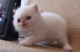 What else do cats eat besides cat food?