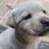 How much dog food should an adult dog eat a day?