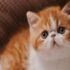 The Difference Between Persian Cats and Garfield Cats