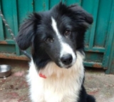 How much dog food should an adult dog eat a day?