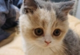 What to do if your cat accidentally eats egg whites
