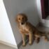 Can dogs eat honey?