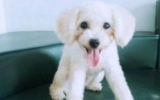 What are the benefits of dogs eating egg yolks?