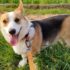 Can dogs eat honey?