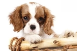 Can dogs eat chicken liver? What are the benefits of eating chicken livers for dogs?