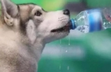 What kind of water is good for dogs to drink? A must read for novice dog owners!