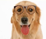 What are the benefits of feeding your dog homemade dog food?