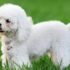 Can dogs eat leftovers?
