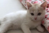 Why do cats like yogurt so much?