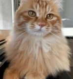 What breed is the long-haired orange cat?