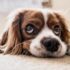 What will happen if your dog eats low-quality dog ​​food for a long time?
