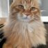 Why is it not recommended to keep orange cats?