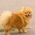 Pomeranian life span