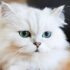 The causes and treatments of Persian cats’ bad mouth
