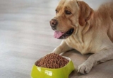 How many meals a day are healthy for dogs of different ages?