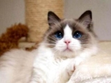 Are Ragdoll cats afraid of the cold? What should Ragdoll cats feed?