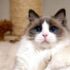 Causes and treatment methods of vomiting in Ragdoll cats