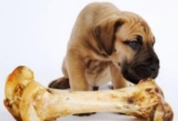 Should you give your dog bones? How to eat safely?