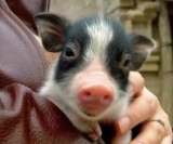Mini pigs? pocket pig? Do pet pigs that don’t grow big really exist?