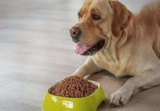 It usually takes a few days for a dog to recover after eating too much