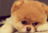 What causes Pomeranian hair to become yellow?