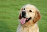 How old can a golden retriever start eating adult dog food?