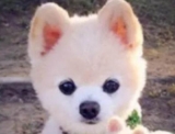 Pomeranian life span