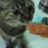 How to make homemade pet cat freeze-dried meat