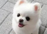 How to tell if Pomeranian is small?