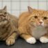 Why is it not recommended to keep orange cats?