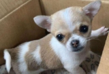 What kind of dog food is good for Chihuahuas?